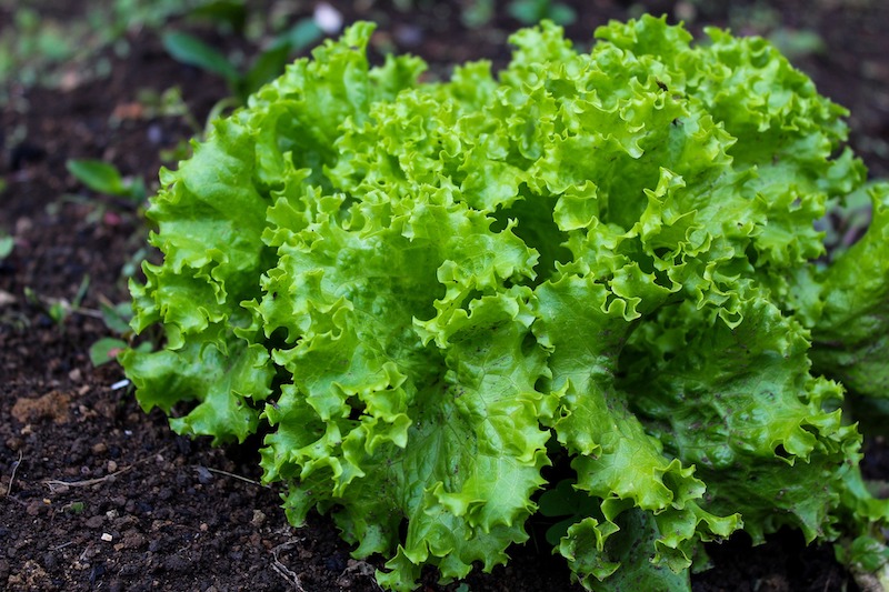 lettuce-plant-in-a-veggie-bed.jpg