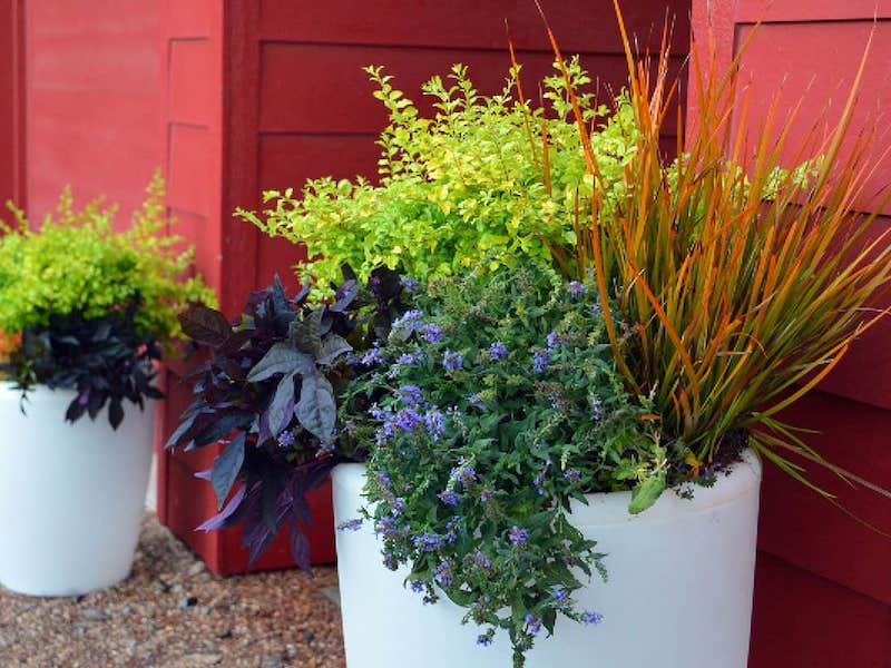 ligustrum-sunshine-container-with-orange-rocket-barberry-sweet-potato-vine-and-libertia.jpg