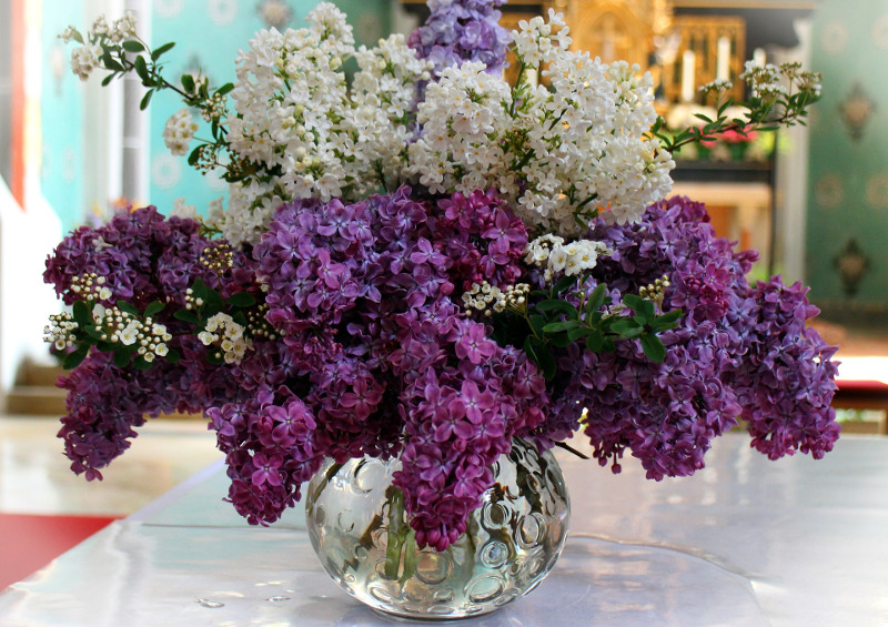 Watering Lilacs