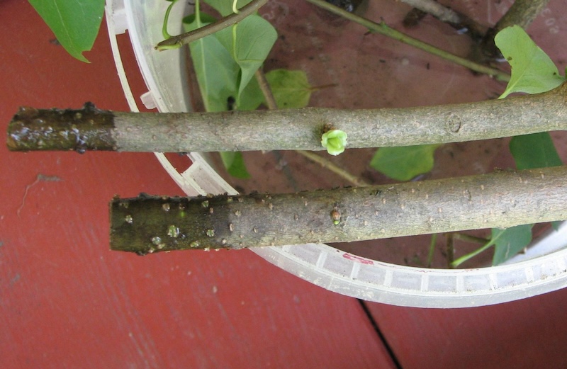 lilac-cutting-starting-new-buds-and-roots.jpg