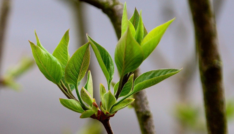 How to Control Lilac Sucker Growth (2024)