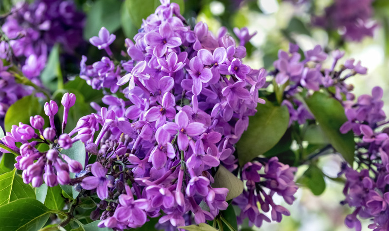 Watering Lilacs