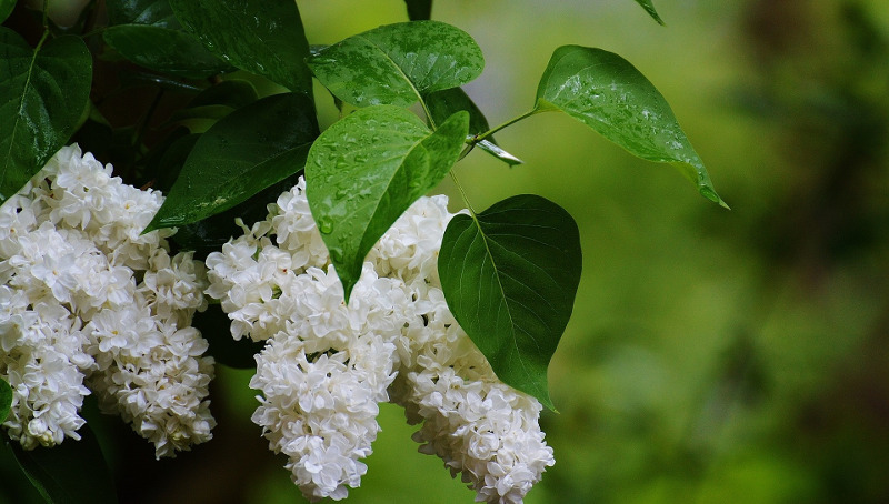 Watering Lilacs