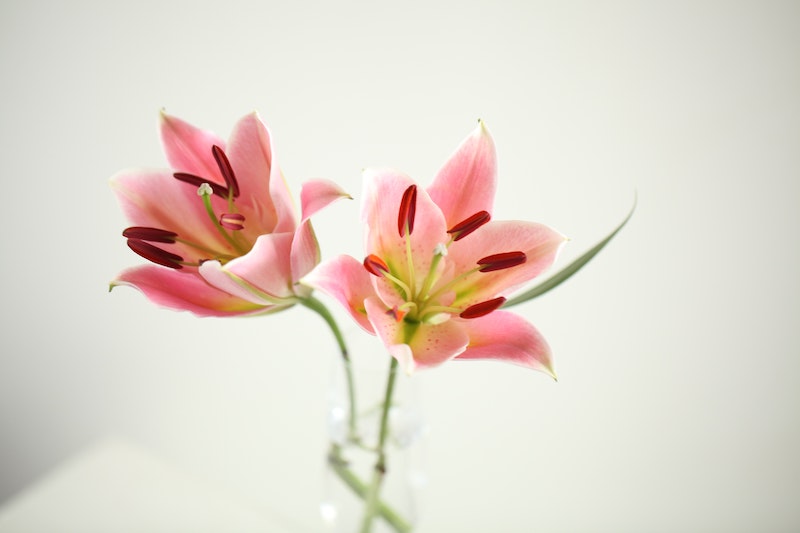 lilies-in-a-vase-of-water.jpg