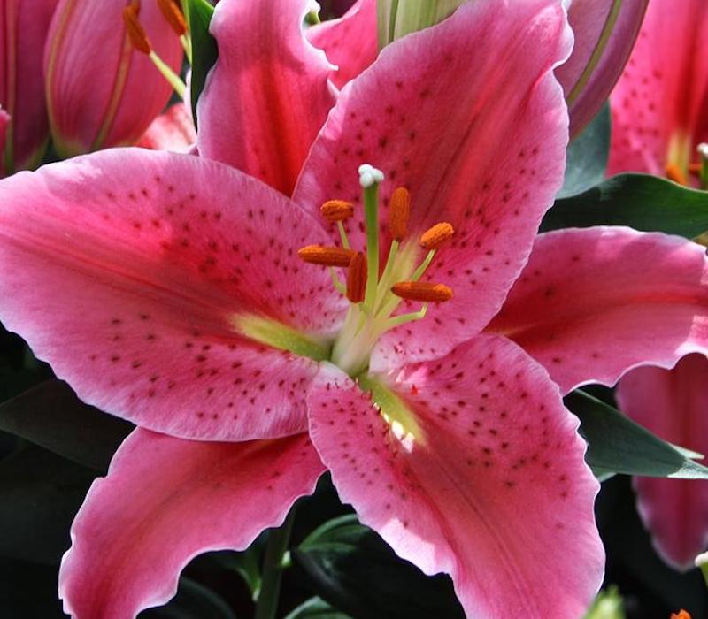 are clematis lilies safe for dogs