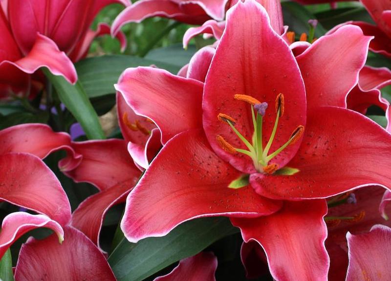 Does a Lily Flower Have Special Meaning? - Birds and Blooms