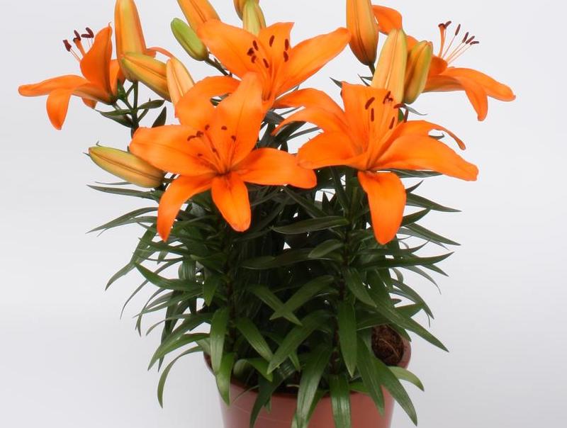 lilium-tiny-dino-orange-in-pot.jpg