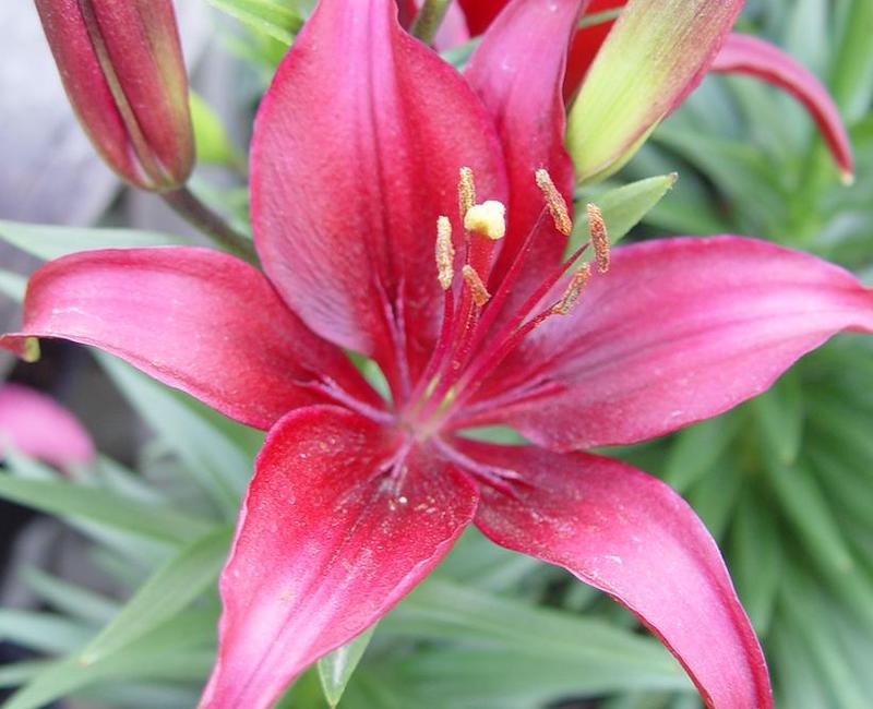 lilium-tiny-ghost-blooms.jpg