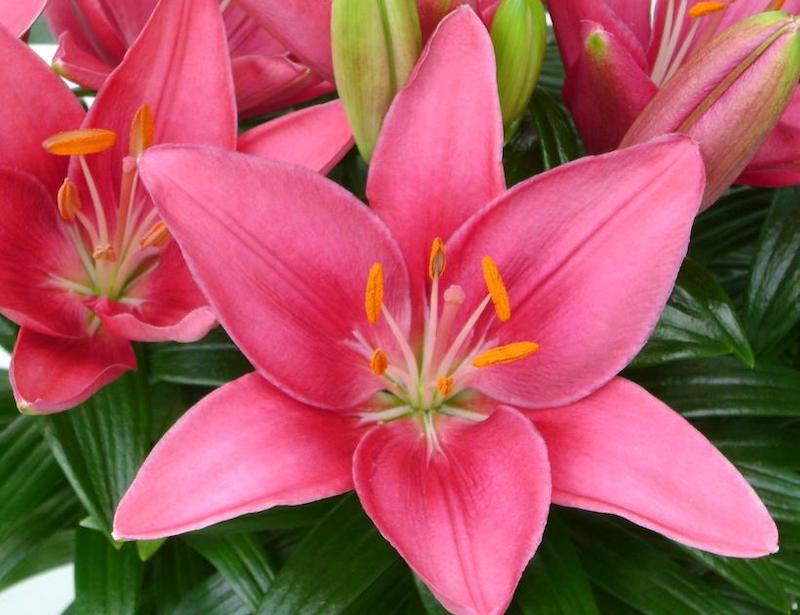 lilium-tiny-pearl-pink-flowers.jpg