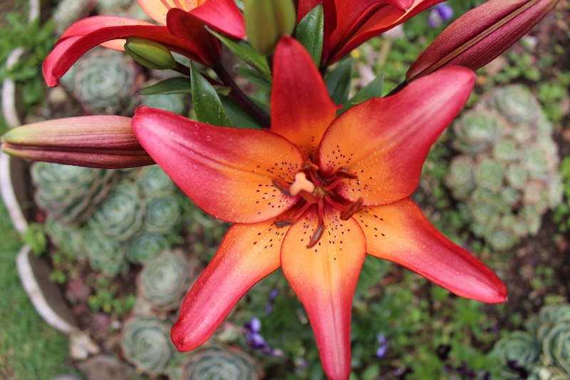 lily-flowering-above-succulents.jpg