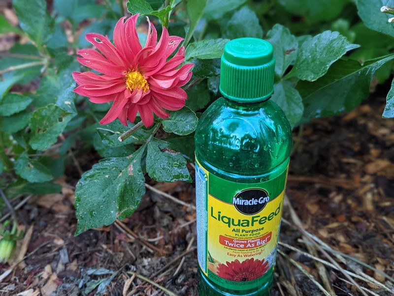 liquid-fertilizer-in-front-of-dahlia-plant.jpg