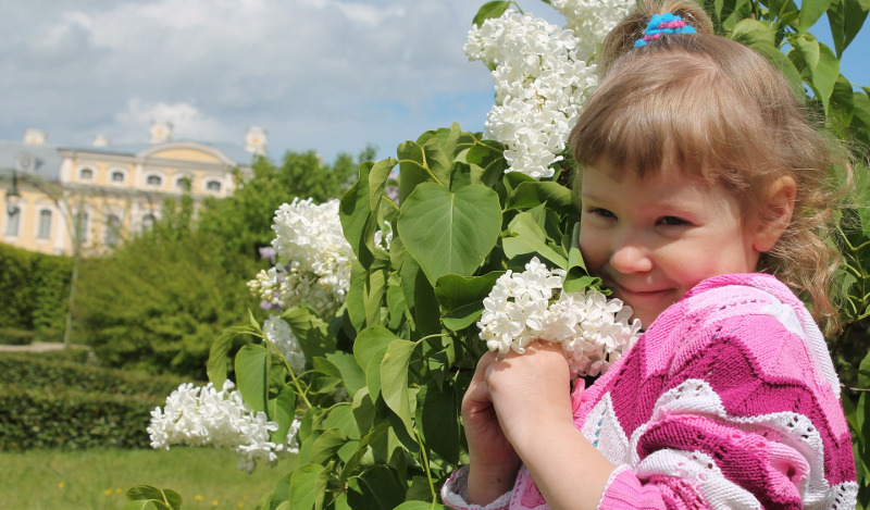 are lilacs poisonous to dogs