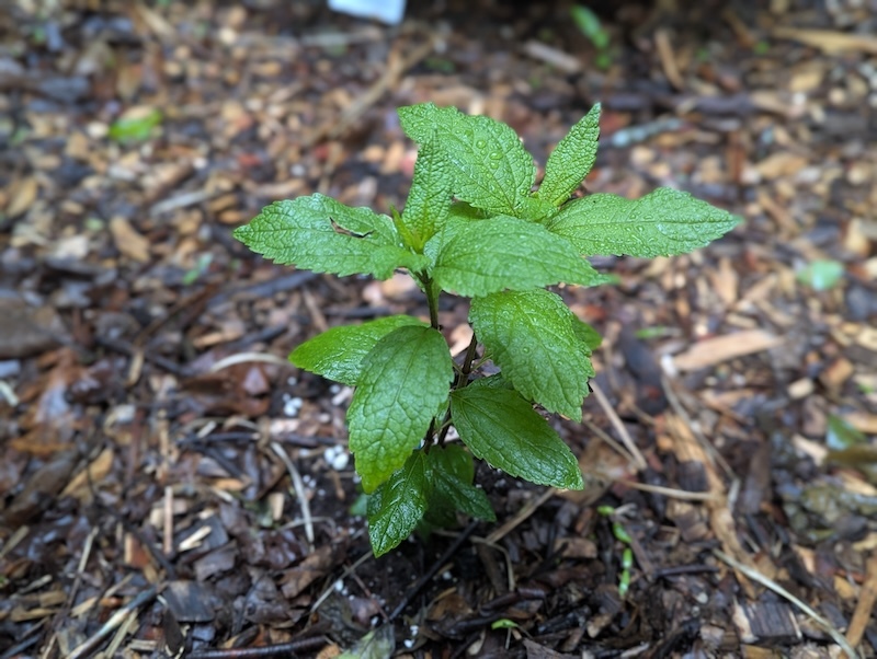 Joe Pye Weed Plant With No Flowers