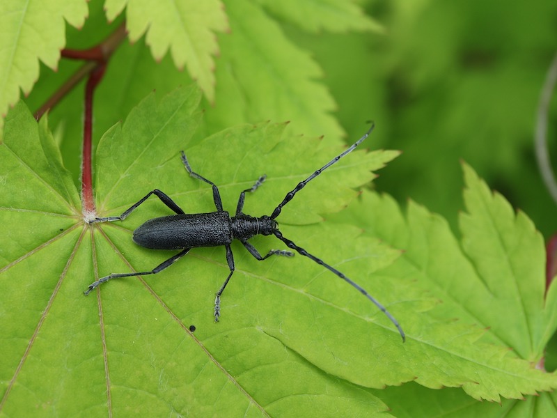 longhorn-beetle-on-maple-leaf.jpg