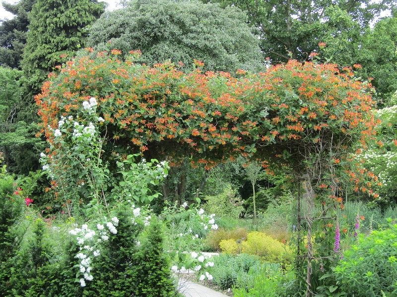 lonicera-mandarin-at-sir-harold-hillier-gardens.jpg