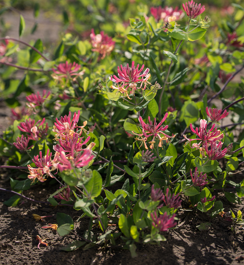 lonicera-x-hec-goldflame-shrub.jpg