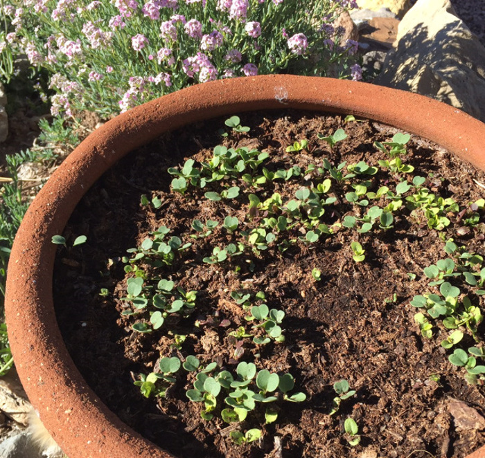 loose-leaf-seedlings-in-a-patio-container.jpg