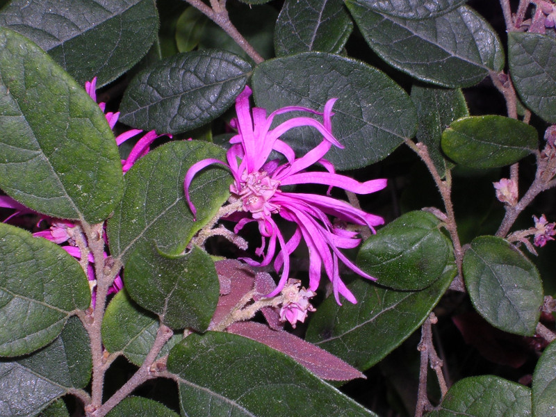 loropetalum-bloom.jpg