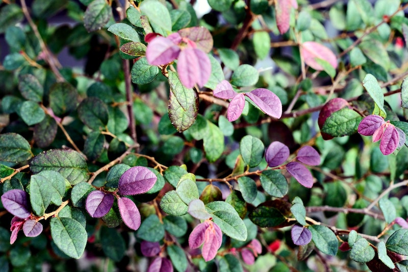 loropetalum-foliage.jpg