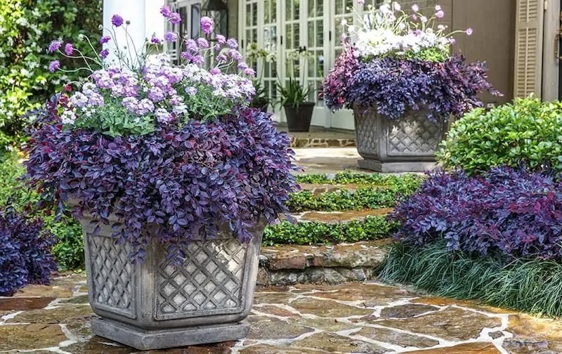 loropetalum-purple-daydream-in-a-large-planter-with-endurascape-white-blush-verbena.jpg