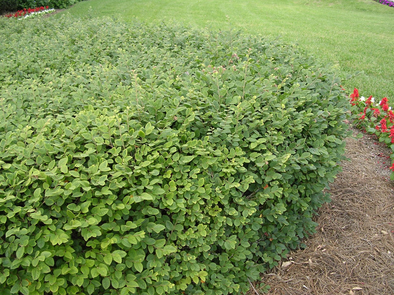 loropetalum-sheared.jpg