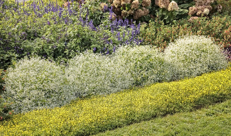 low-maintenance-planting-with-diamond-mountain-euphorbia-mecardonia-salvia-and-firecraker-plant.jpg