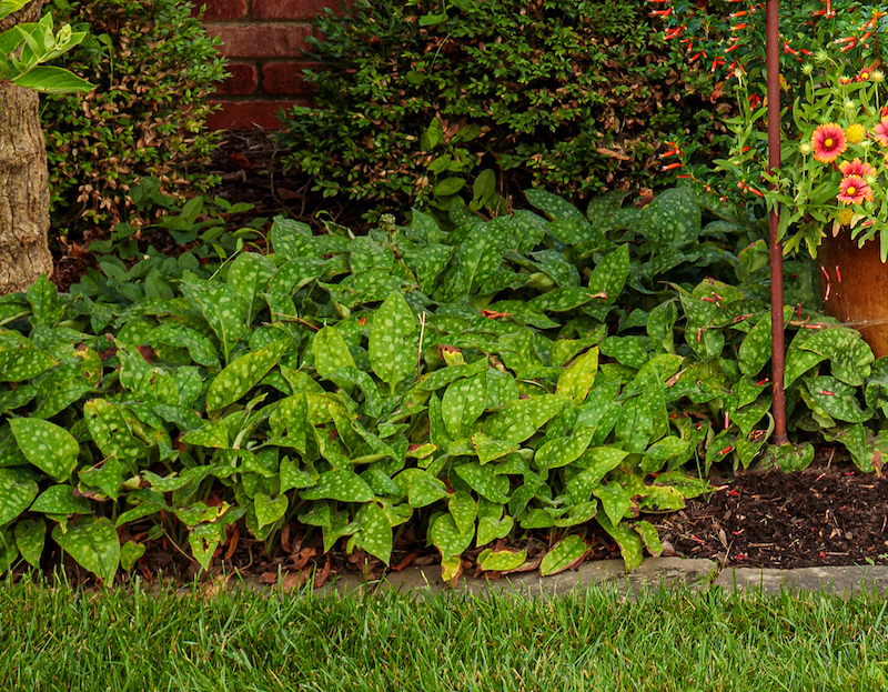 lungwort-planted-next-to-pot-of-blanket-flower.jpg