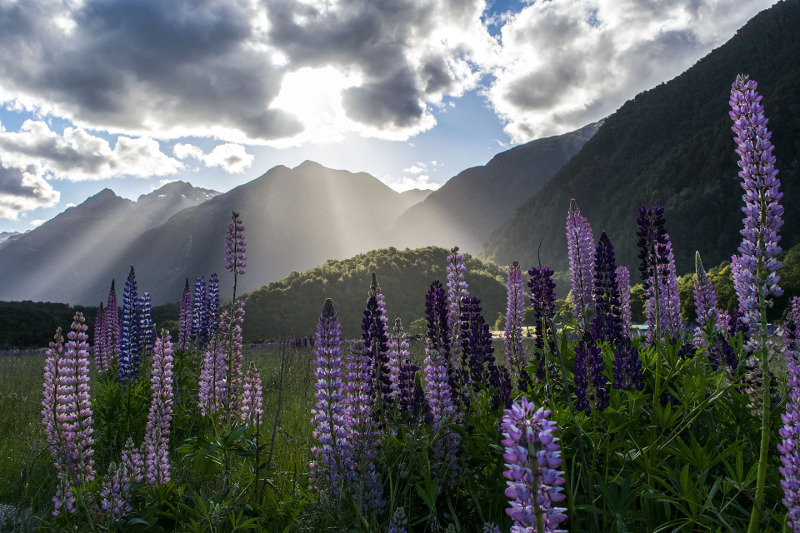 lupine-flowers-in-the-sunlight-by-the-mountain.jpg