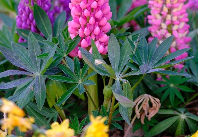 lupine-foliage-with-mildew.jpg