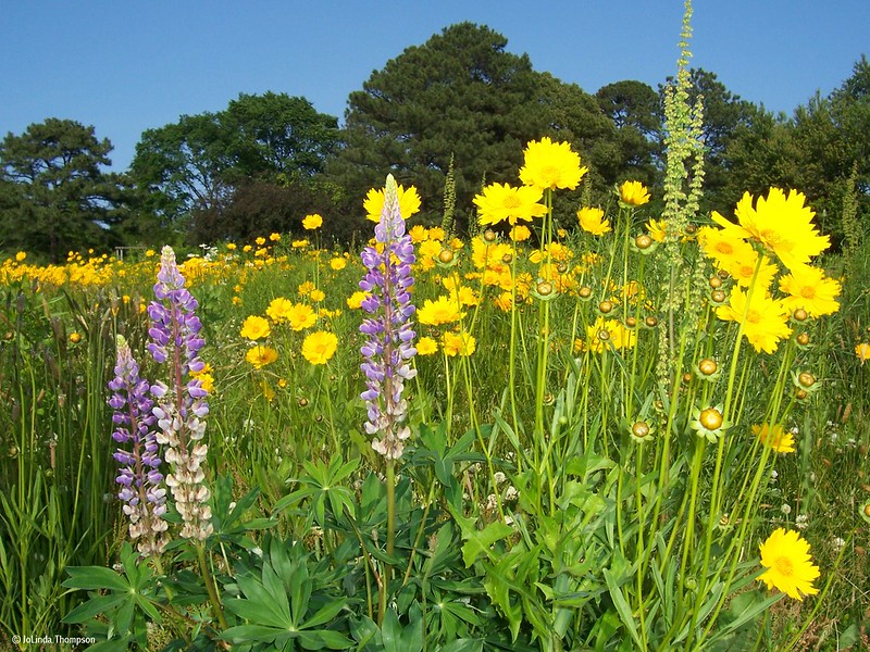 lupine-growing-in-a-field-with-coreopsis.jpg