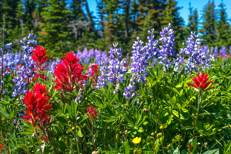 lupine-growing-in-a-field-with-indian-paintbrush.jpg