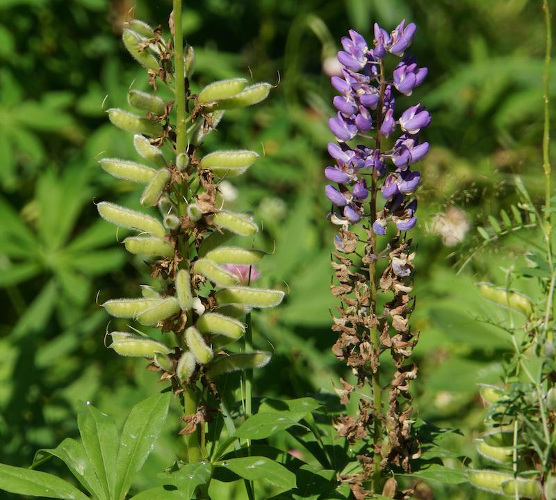 Protecting Lupine from Pests and Diseases