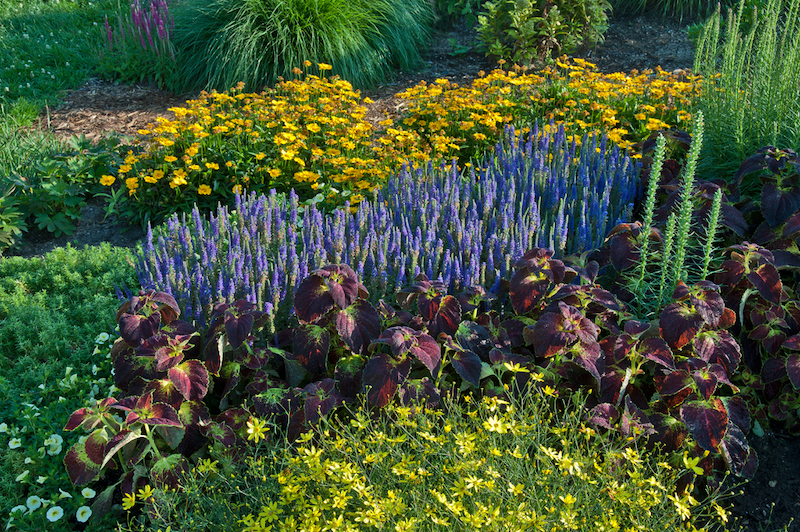 magic-show-speedwell-planted-with-perennial-sunflower-and-colorblaze-coleus.jpg