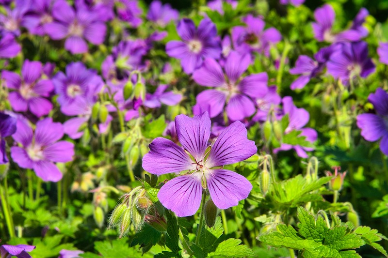 magnificent-cranesbill-flowers.jpg