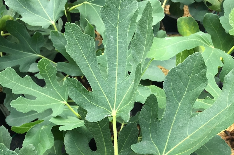 magnolia-fig-foliage.jpg