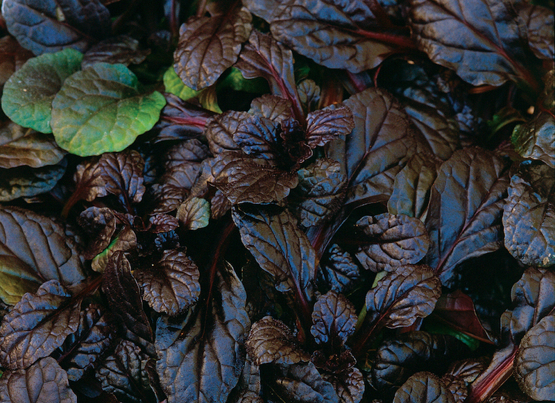 mahogany-bugleweed-foliage.jpg