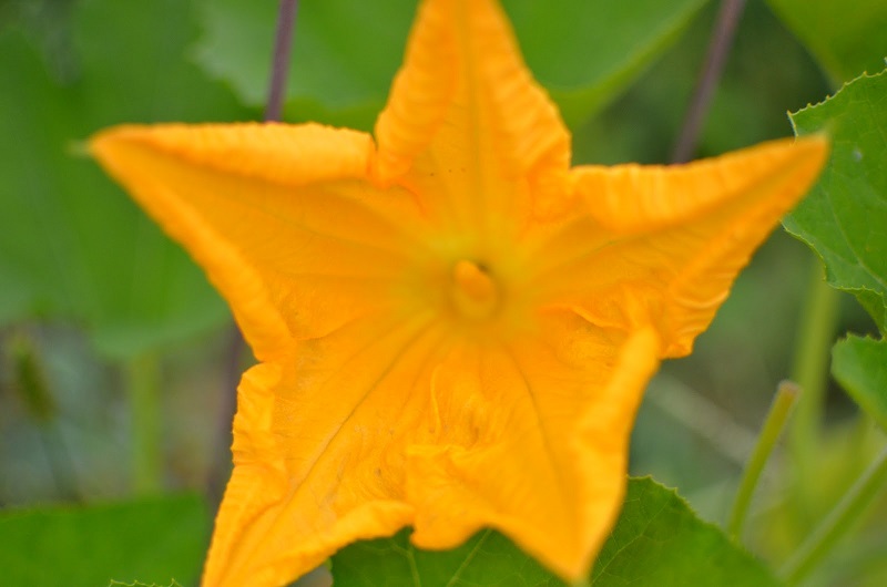 male-pumpkin-flower.jpg