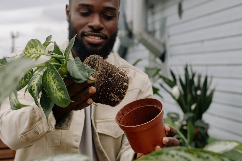 man-removing-dieffenbachia-from-nursery-pot.jpg