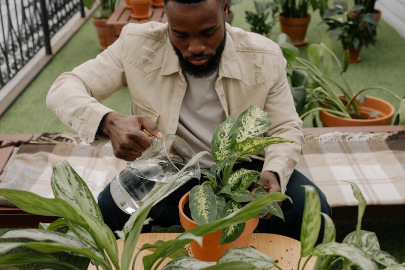 man-watering-dieffenbachia-in-pot.jpg