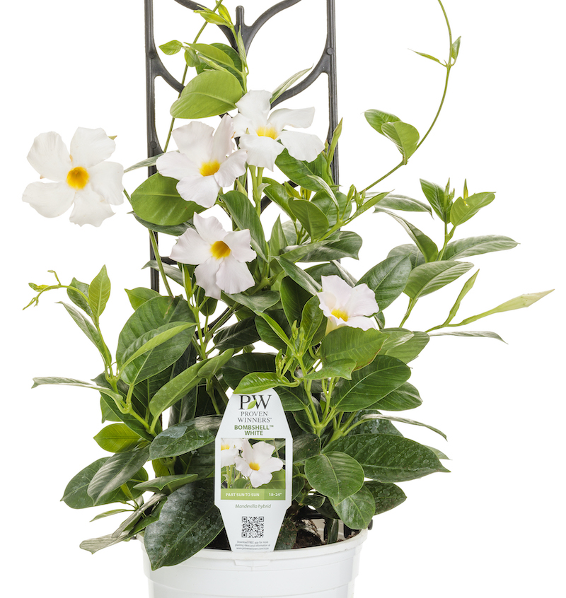 mandevilla-white-royale-in-nursery-pot-with-trells.jpg