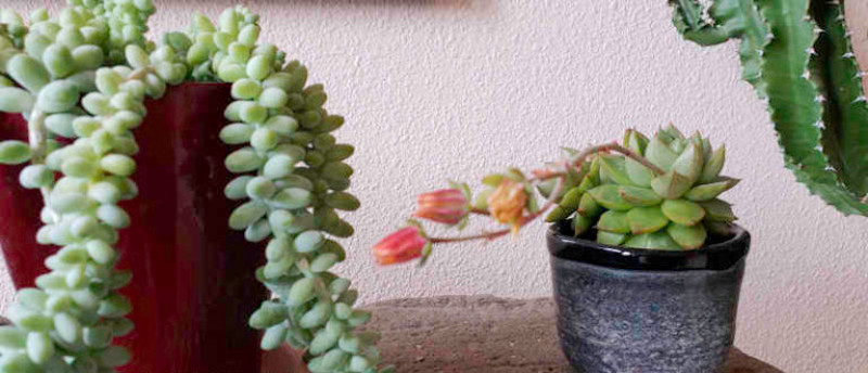 many-cacti-and-succulents-need-smaller-pots-to-confine-root-growth.jpg