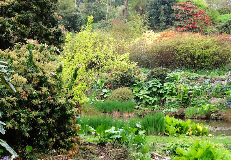 maple-glen-garden-at-wyndham-featuring-pieris-bush-bog-plants-and-perennial-borders.jpg