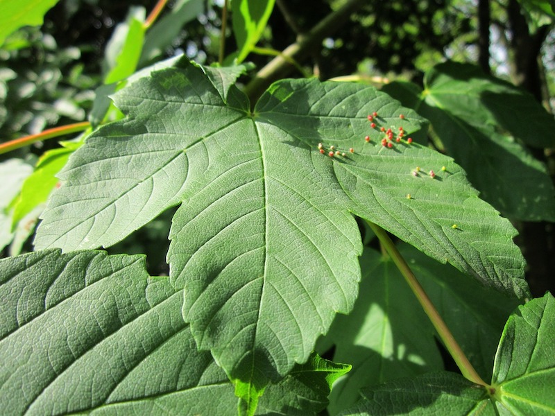 maple-leaf-galls.jpg