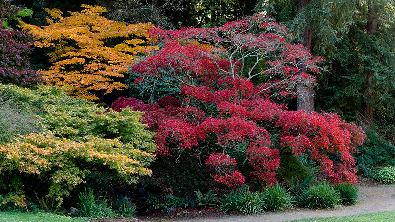 maple-trees-underplanted-with-daylilies-and-conifers.jpg