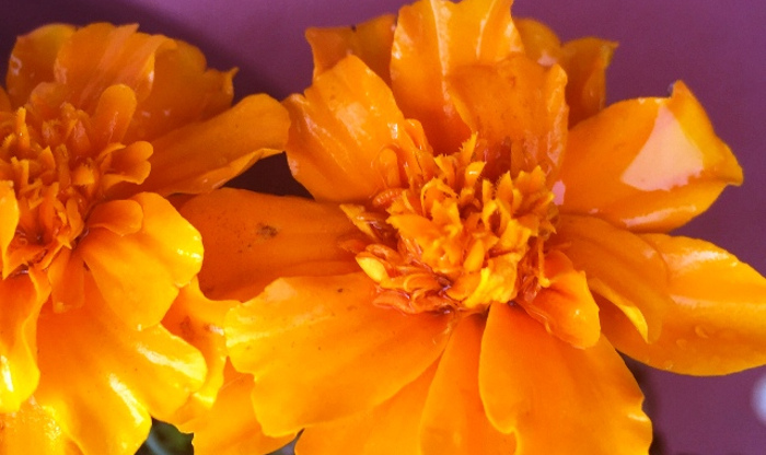 marigold-blooms.jpg