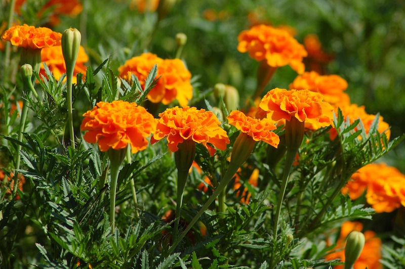 marigolds-in-bloom.jpg