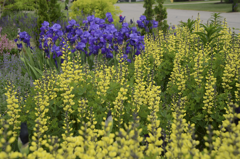 mass-planting-baptisia-lemon-meringue.jpg