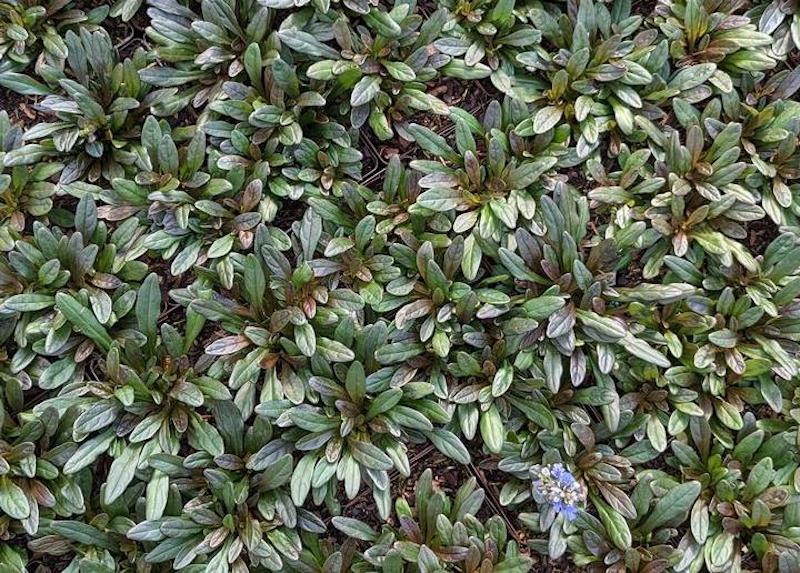 mass-planting-of-ajuga-chocolate-chip.jpg