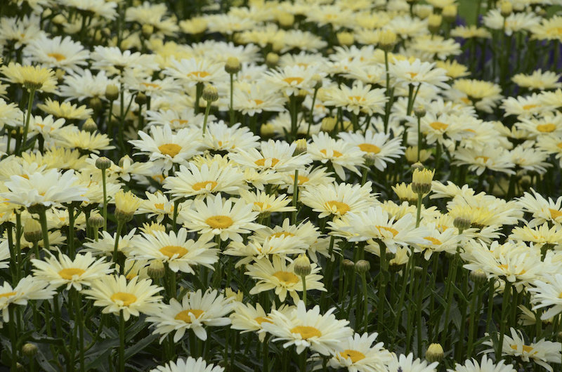 mass-planting-of-banana-cream-shasta-daisies.jpg