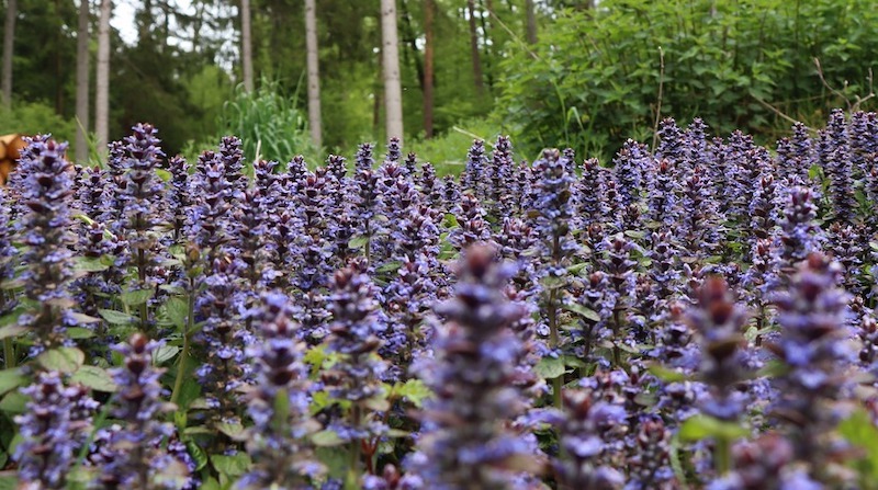 mass-planting-of-blooming-ajuga.jpg